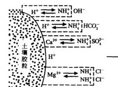 施用碳酸氫銨為什么要強(qiáng)調(diào)深施覆土？