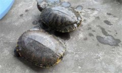 甲魚和王八一樣嗎？甲魚的生長周期是多少天
