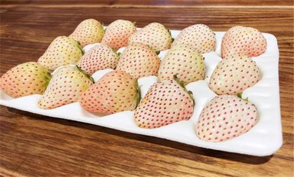 菠蘿莓多少錢(qián)一斤