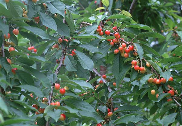 車厘子的種植技術 車厘子
