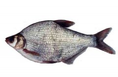 武昌魚(yú)的生活習(xí)性和養(yǎng)殖條件，魚(yú)種如何培育