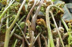 野菜中的蕨菜有營養(yǎng)嗎？