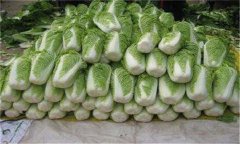 怎樣貯藏大白菜？