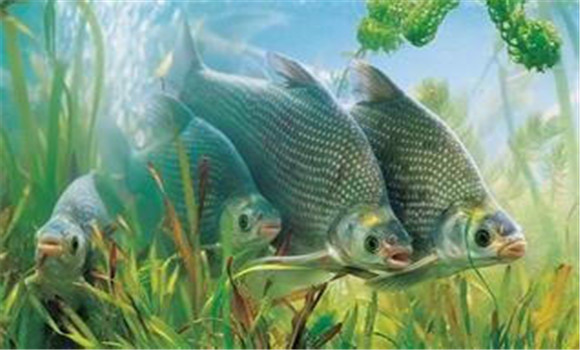 鳊魚(yú)生活在水的哪一層