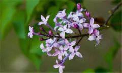 丁香花什么時(shí)候開(kāi)花？丁香花的功效與作用
