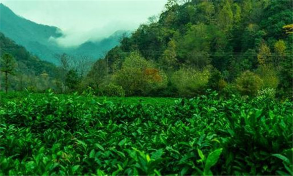 祁門(mén)紅茶的產(chǎn)地