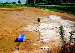 怎樣用生石灰、漂白粉、茶枯和巴豆給魚(yú)塘消毒