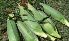 糯玉米如何進(jìn)行水肥管理？糯玉米種植技術(shù)要點(diǎn)