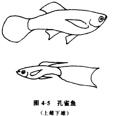 怎樣養(yǎng)孔雀魚？