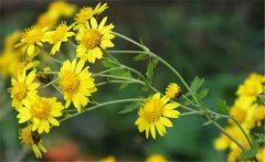 野菊花史話，介紹幾個野菊花的消腫養(yǎng)顏妙方