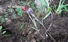 川貝母產(chǎn)地是哪里？川貝母的用法、用量與禁忌