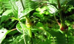 牛膝的用法用量、臨床應(yīng)用及用藥注意事項(xiàng)