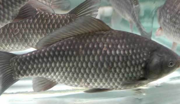 鯽魚的養(yǎng)殖密度、品種搭配、飼料選擇