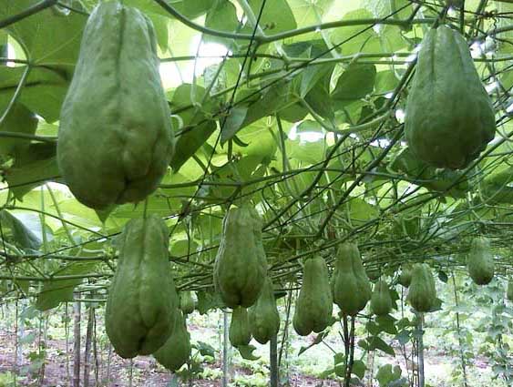 蔬菜栽培技術