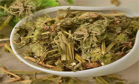 益母草的用法、用量與禁忌