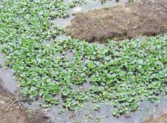 水溫、ph值對(duì)鱔魚養(yǎng)殖的影響