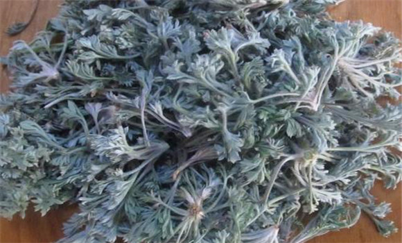 茵陳用法、用量與禁忌