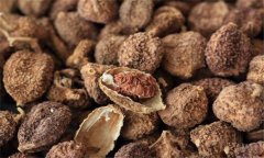 砂仁的功效與作用是什么 砂仁的用法、用量與禁