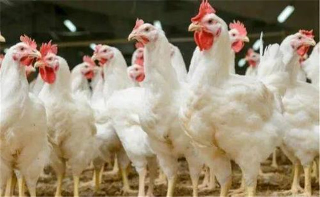肉雞公、母雞生長速度不同