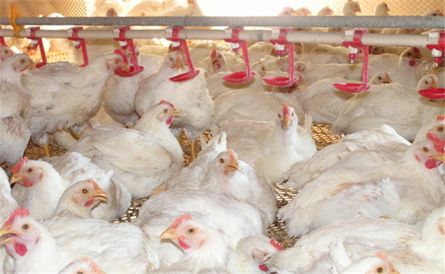 對光照、飼養(yǎng)密度等的要求不同
