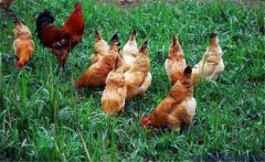 肉雞光照管理方法、光照方案選擇與強(qiáng)度要求