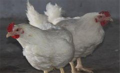 如何提高肉雞品質(zhì)，提高肉雞合格率的五大措施