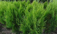 側(cè)柏樹簡(jiǎn)介 側(cè)柏樹的生態(tài)習(xí)性與種類、分布