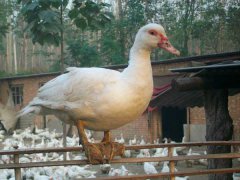 番鴨產(chǎn)蛋期為幾月份？番鴨產(chǎn)蛋期飼養(yǎng)管理技術(shù)