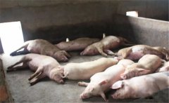 豬黃脂病的病因有哪些？豬黃脂病如何預(yù)防？