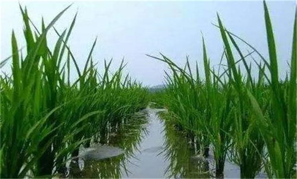 科學(xué)管水，防止早衰