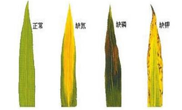 植物缺氮、磷、鉀元素時(shí)各有什么癥狀