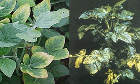 如何判斷植物缺少氮、磷、鉀元素