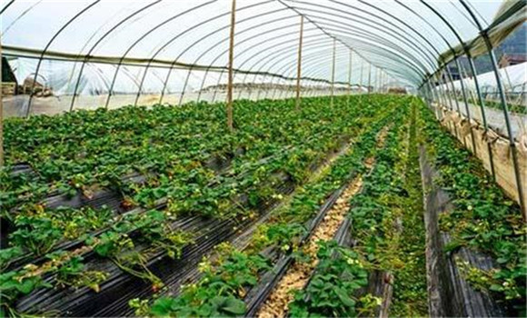 大棚要控制適宜的溫、濕度