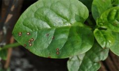 木耳菜的常見(jiàn)病蟲(chóng)害有哪些？怎么防治？