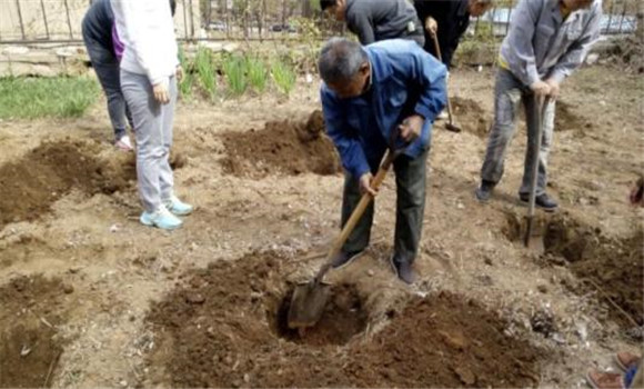 挖定植穴、施足底肥