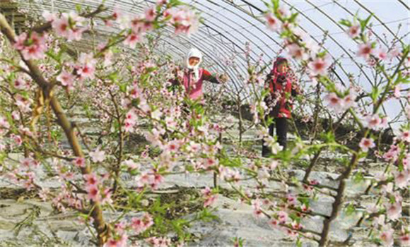 桃樹(shù)品種組合的選擇條件