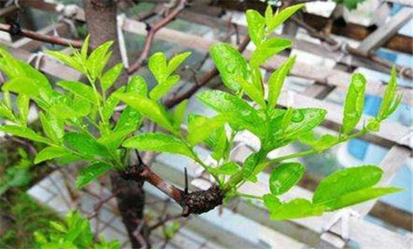 棗樹春季嫁接技術要點