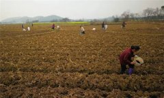 烤煙施肥技術(shù)：種植烤煙怎樣進行施肥