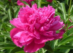 芍藥花的花語是什么？