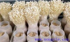 金針菇栽培季節(jié)、品種和場(chǎng)地選擇