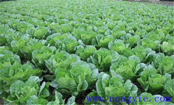 白菜施肥方法、用什么肥料