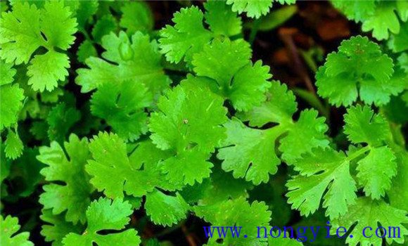 怎樣種芫荽，種芫荽的方法