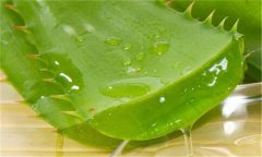 蘆薈能延緩衰老嗎？蘆薈為什么能延緩衰老？