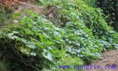 在房前屋后零星種植中國(guó)南瓜應(yīng)注意哪些問題
