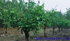 核桃樹(shù)高接換頭幾月份好，應(yīng)注意哪些事項(xiàng)？