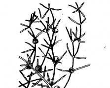 天門(mén)冬的功效與作用有哪些？