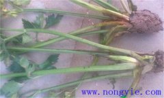 西芹裂根是怎么回事？怎樣防止？