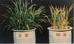 氮、磷、鉀對植物的作用分別是什么