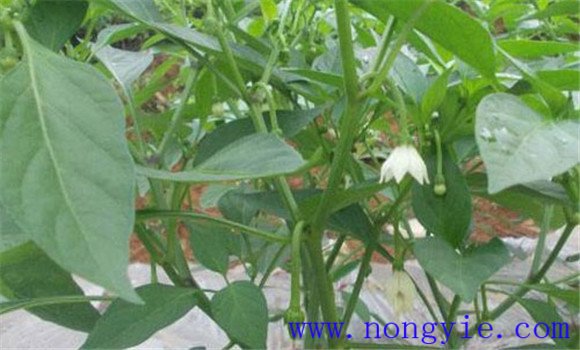 辣椒落葉應(yīng)當如何防治