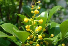 種植米蘭花應(yīng)注意什么？